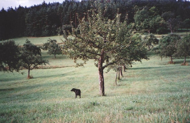 Copyright  2004 Ortrud Aschenbrenner